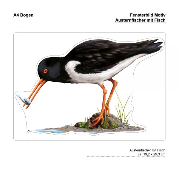 Auf dem Bild ist das Produkt: Fensterbild Frühling Austernfischer mit Fisch maritim Ostsee Nordsee Urlaub Fensterdeko Kinderzimmer Kind Osterdeko Frühlingsdeko Vögel zum Preis von €14.9 abgebildet.