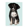 Auf dem Bild ist das Produkt: Fensterbild Hund Australian Shepherd, Fensterdeko Kinderzimmer Kind Osterdeko Frühlingsdeko zum Preis von €14.9 abgebildet.