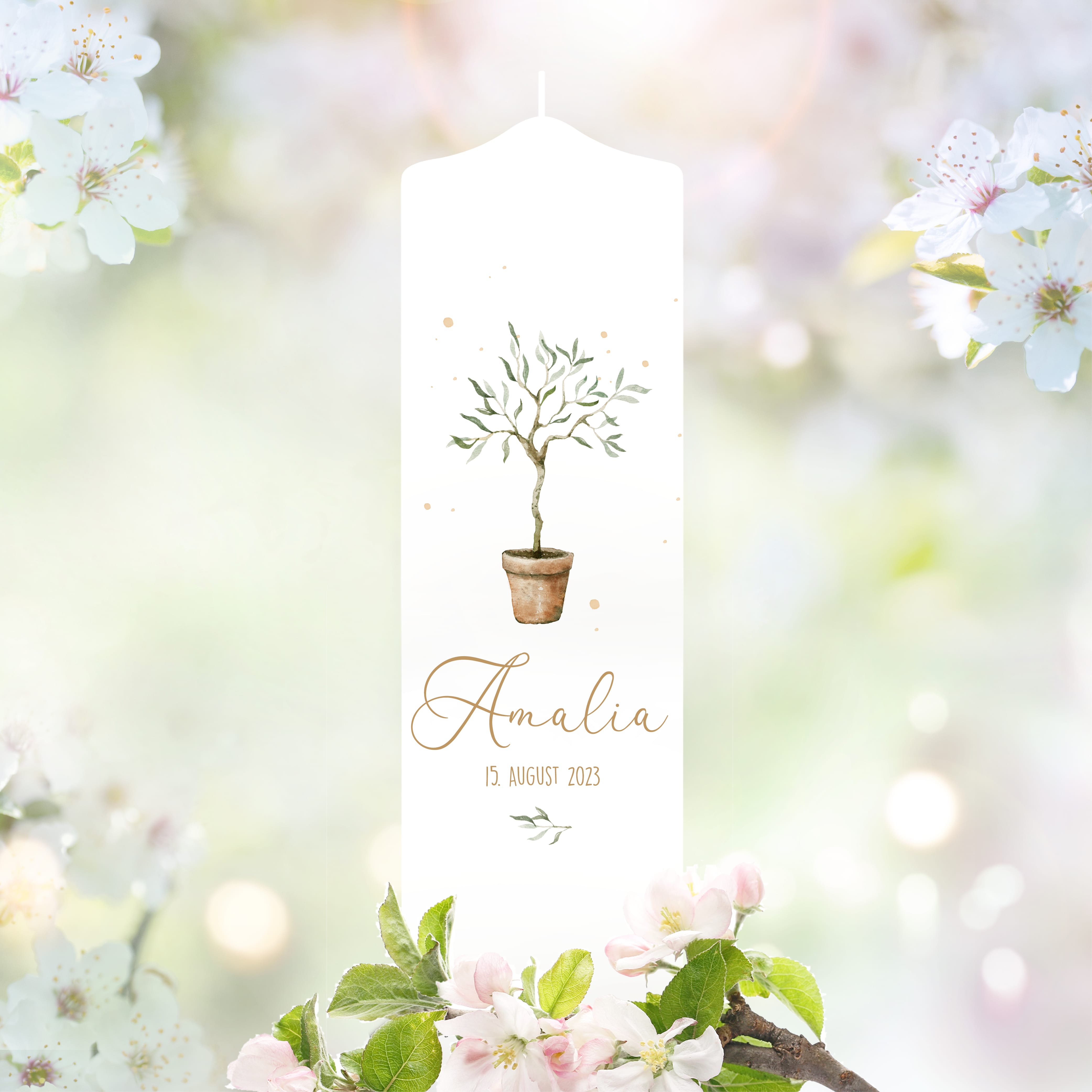 Auf dem Bild ist das Produkt: Taufkerze oder Kerze zur Geburt Junge Mädchen junger Oliven Baum Bäumchen pastell mit Namen, Datum und Spruch zum Preis von €6.4 abgebildet.