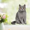 Auf dem Bild ist das Produkt: Fensterbild sitzende Katzen Siamkatze Perserkatze Katzenrassen, Fensterdeko Kinderzimmer Kind Osterdeko Frühlingsdeko zum Preis von €13.90 abgebildet.